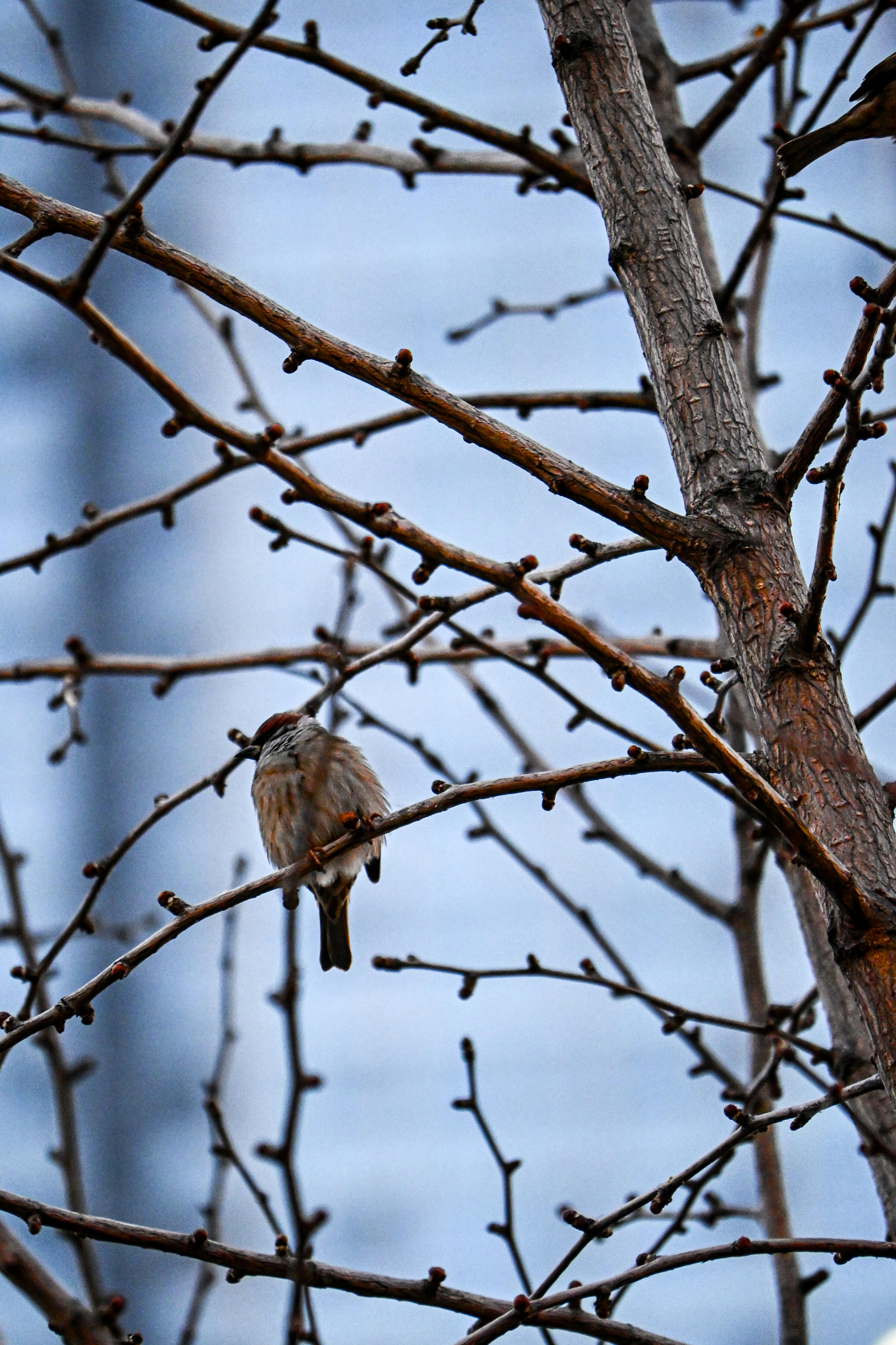 身体好不好，看耳朵就知道！警惕这几个疾病“信号”→ - 图片1