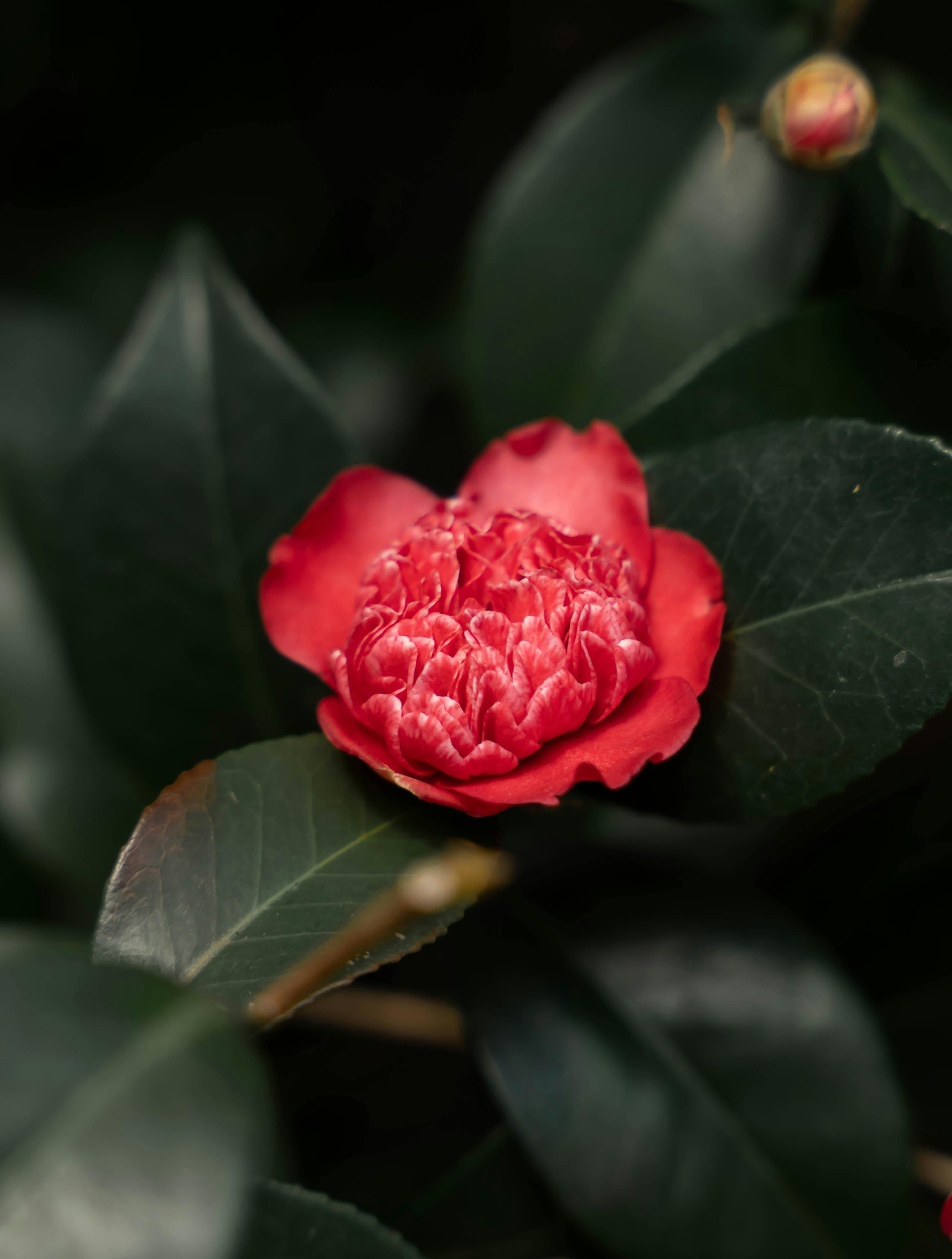 四川泸石高速泸定段通车 成都出发全程高速直达海螺沟 - 图片1